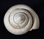 Crommium angustatum (GRATELOUP 1827) - Bild &copy; FossNet FossilienStore